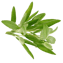 Žalfija