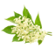 Zova